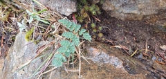 Lomatium martindalei