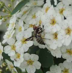 Otites lamed