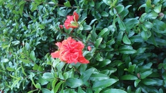 Punica