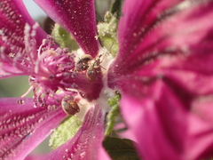 Malvapion malvae