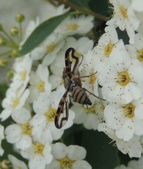 Otites lamed