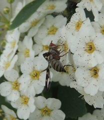 Otites lamed