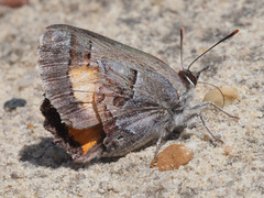 Capys alphaeus