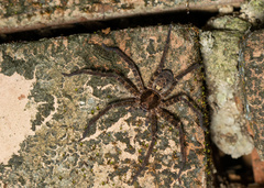 Heteropoda amphora