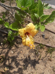 Hibiscus rosa-sinensis
