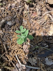 Lupinus subcarnosus