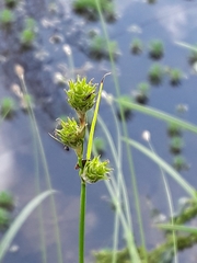Carex tetrastachya