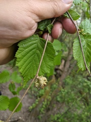 Phytoptus avellanae