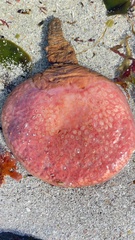 Gynandrocarpa placenta