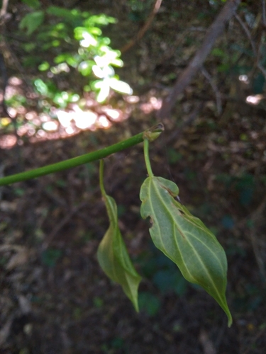 Image of Scepocarpus trinervis by (c) Rosemary Harrison, some rights reserved (CC BY-SA)