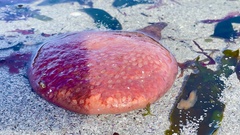 Gynandrocarpa placenta