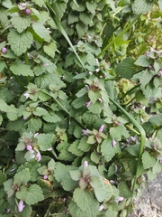 Lamium purpureum