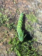 Polyura athamas