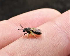 Andrena minutula