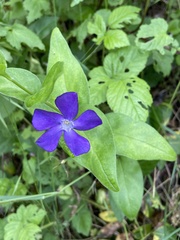 Vinca