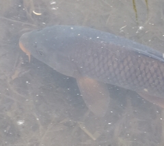 Cyprinus carpio