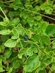 Lucilia eximia