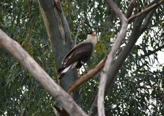 Caracara plancus