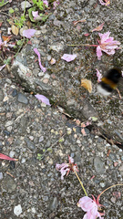 Bombus