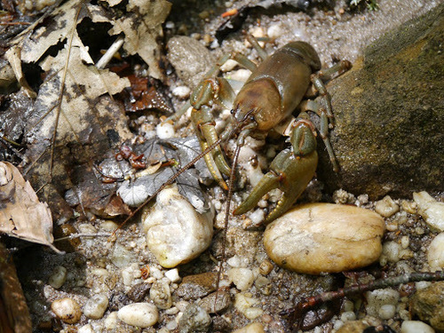 Cambarus carinirostris