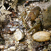Cambarus carinirostris - Photo (c) 116916927065934112165, algunos derechos reservados (CC BY), subido por 116916927065934112165