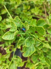 Lucilia eximia