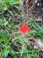 Castilleja coccinea