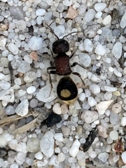 Sigilla dorsata