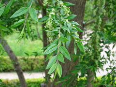 Fontanesia phillyreoides
