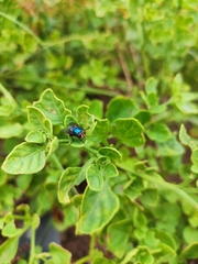 Lucilia eximia