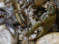 Cambarus carinirostris