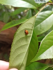 Harmonia dimidiata