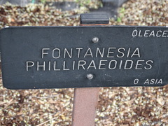 Fontanesia phillyreoides