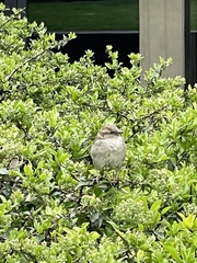 Passer domesticus