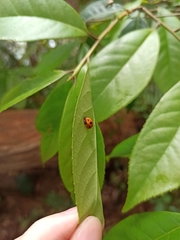 Harmonia dimidiata