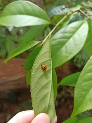 Harmonia dimidiata