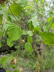 Phytoptus avellanae