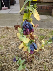 Cerinthe major