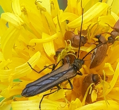 Oedemera pthysica