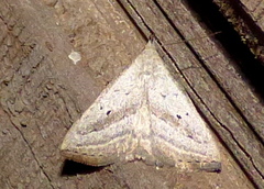 Macrochilo hypocritalis