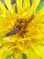 Oedemera pthysica
