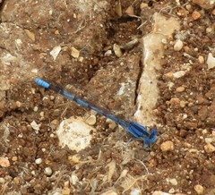Argia nahuana
