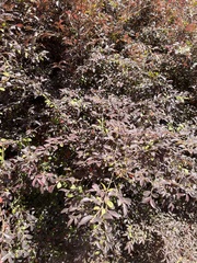 Loropetalum