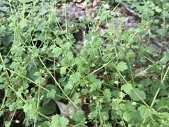 Veronica sublobata