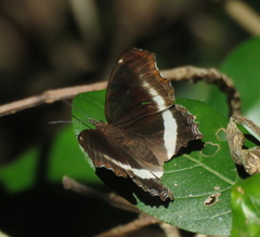 Eurytela hiarbas