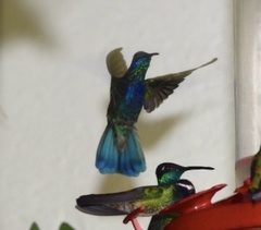 Colibri thalassinus image