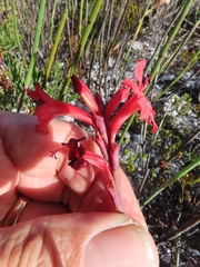 Tritoniopsis pulchra