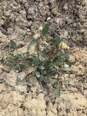 Abronia glabrifolia