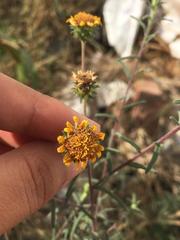Angiospermae