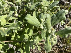 Helichrysum panduratum